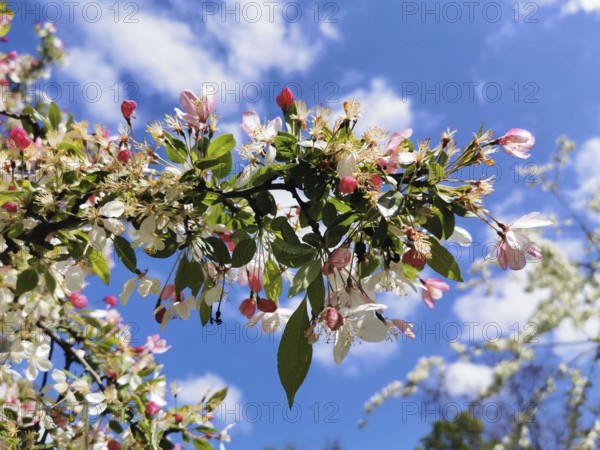 White-pink blossom branch of an ornamental apple tree (malus) stretches into the sky, spring