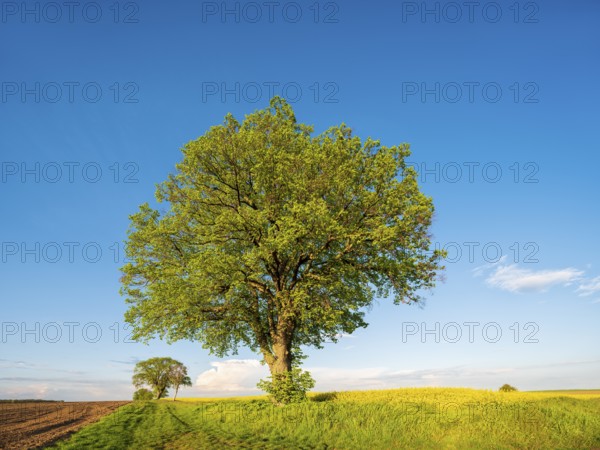 Cultural landscape in spring, old lime trees on a dirt road, grain and rapeseed fields, blue sky,