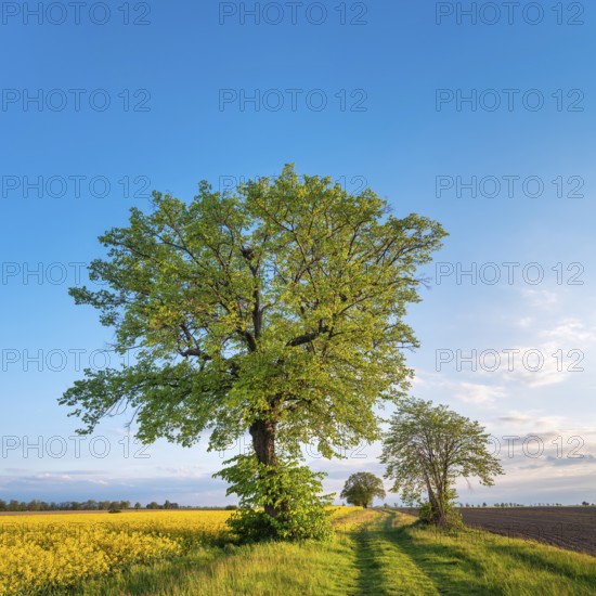 Cultural landscape in spring, old lime trees on a dirt road, grain and rapeseed fields, blue sky,