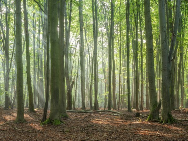 Natural old beech forest with morning fog and sun rays, Hohe Schrecke mountain range, Thuringia,