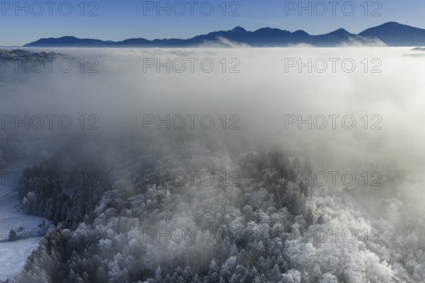 Winter landscape, fog, high fog, mountain landscape, back light, hoarfrost, cold, trees, forest,