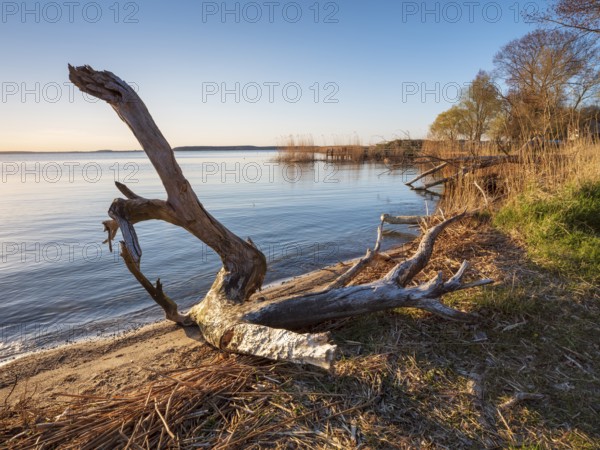Bathing area with driftwood at Peenestrom, Lieper Winkel, Usedom island, Mecklenburg-Western