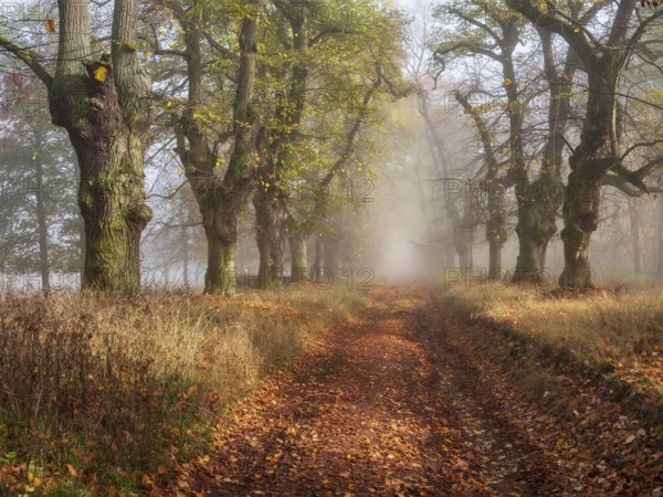 Old Linden avenue am Kyffhäuser with last colorful leaves in fog and sunshine in autumn,