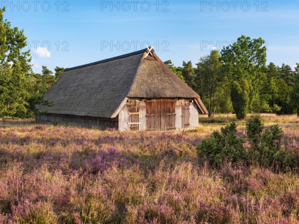 Typical heathland with blooming heather, traditional sheepfold and juniper in the evening light,
