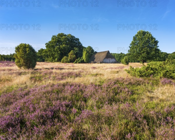 Typical heathland with blooming heather, traditional sheepfold and juniper, Lüneburg Heath, Lower