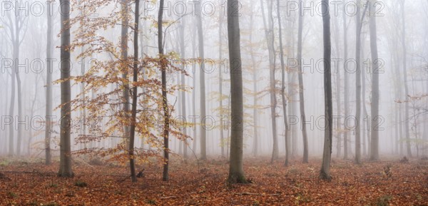 Panorama, beech forest with last colorful leaves, thick fog, Burgenlandkreis, Saxony-Anhalt,
