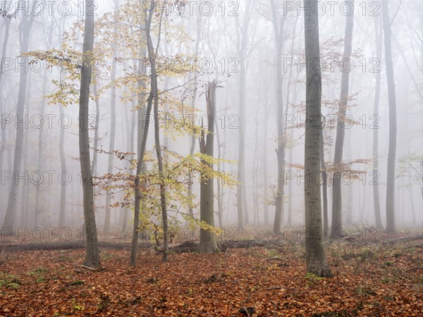 Beech forest with last colorful leaves and dead wood in autumn, thick fog, Burgenlandkreis,