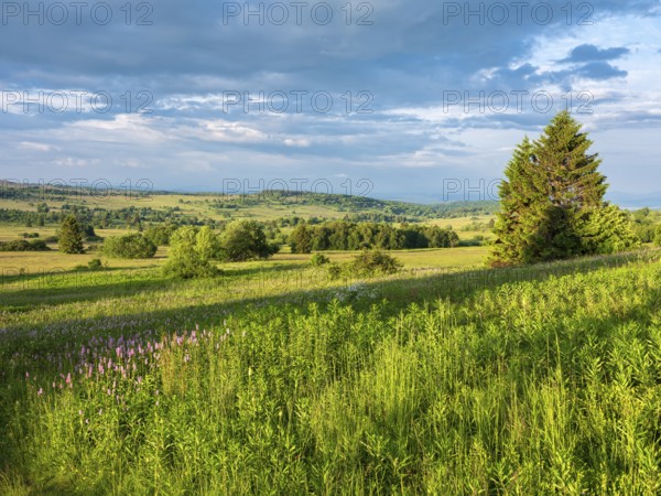 Typical landscape in the Rhön Biosphere Reserve, wildflower meadow with snake knotweed,