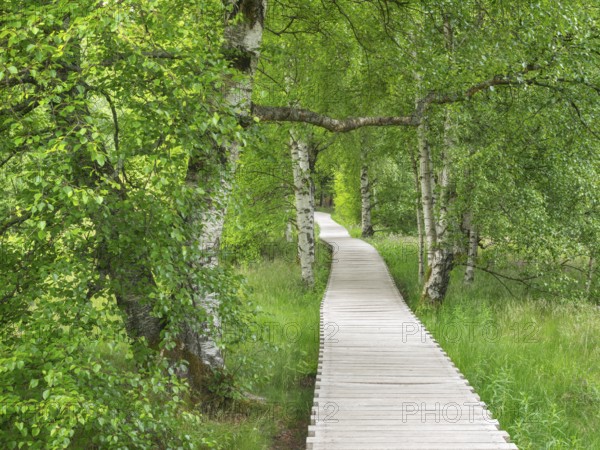 Boardwalk through the moor, Schwarzes Moor, Bischofsheim in the Rhön, Lower Franconia, Rhön,