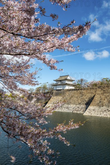 Watch tower at Osaka Castle Wall, blooming cherry trees in a moat park with water, Chuo-ku, Osaka,