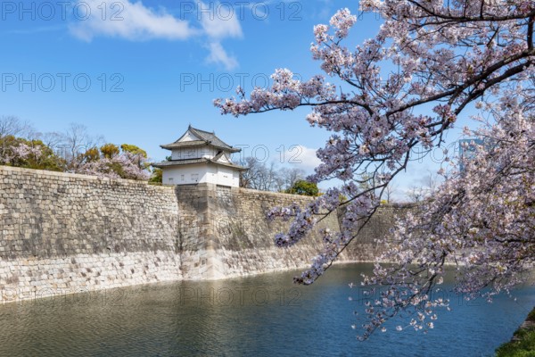 Watch tower at Osaka Castle Wall, blooming cherry trees in a moat park with water, Chuo-ku, Osaka,
