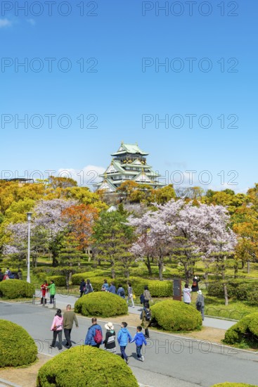 Osaka castle with blooming cherry trees in the park, visitors on a path through Osaka Castle Park,