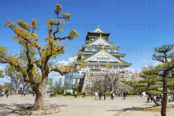 Osaka castle among trees in the park, visitors in Osaka Castle Park, Chuo-ku, Osaka, Japan