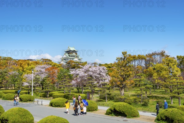 Osaka castle with blooming cherry trees in the park, visitors on a path through Osaka Castle Park,
