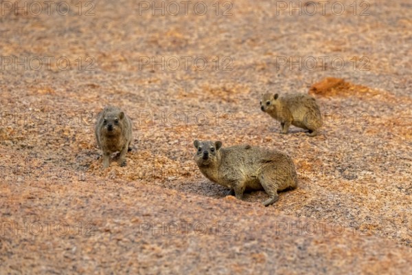 Three rock hyraxes (Procavia capensis) on stony ground in the desert landscape of Spitzkoppe,
