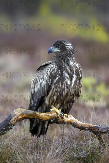 White-tailed eagle, Eurasian sea eagle, erne (Haliaeetus albicilla) juvenile perched on branch in