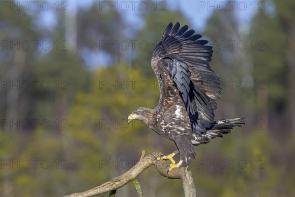 White-tailed eagle, Eurasian sea eagle (Haliaeetus albicilla) juvenile perched on branch and