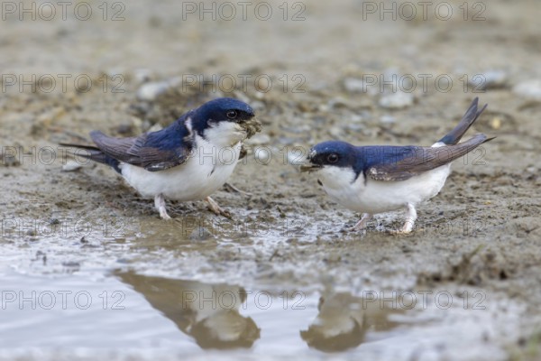Two common house martins, northern house martin pair (Delichon urbicum) collecting mud in beak from
