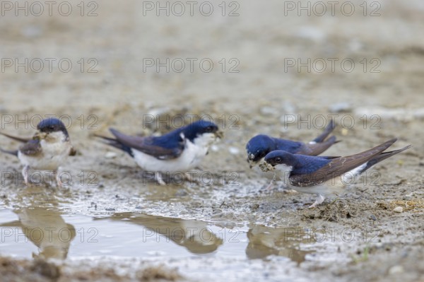 Common house martins, northern house martin group (Delichon urbicum) collecting mud in beak from