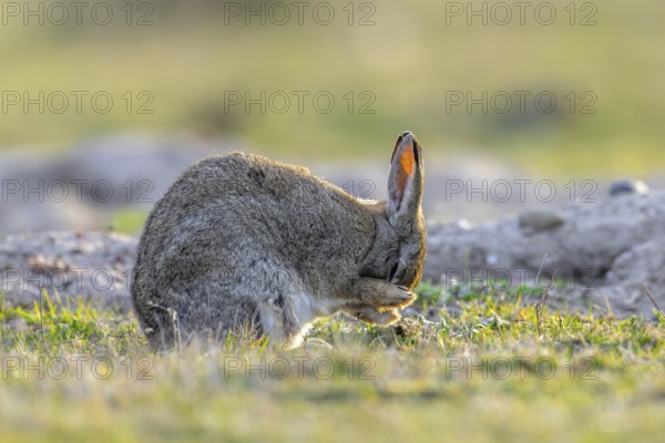 European rabbit, common rabbit (Oryctolagus cuniculus) grooming fur of its head near burrow in