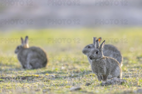 Three European rabbits, common rabbit (Oryctolagus cuniculus) sitting in grassland at dawn in