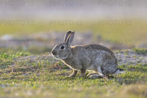 European rabbit, common rabbit (Oryctolagus cuniculus) foraging in grassland at dawn in spring