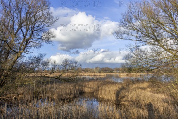 View over wetland, marshland and reed bed of the Molsbroek nature reserve and bird sanctuary in