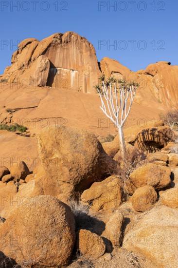 Quiver tree (Aloe dichotoma) in front of the massive red rocks of Spitzkoppe under a clear sky,
