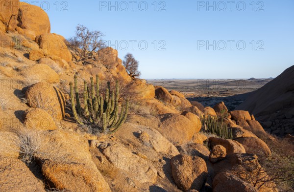 Euphorbias between impressive rocks with views over the vast, glowing landscape, Spitzkoppe,