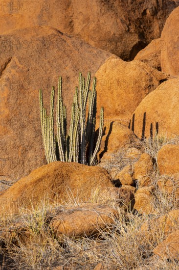 Euphorbias surrounded by glowing rocks in the impressive landscape of Spitzkoppe, Spitzkoppe,