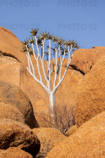 Quiver tree (Aloe dichotoma) enthroned on the monumental granite rocks in the desert under the sun,