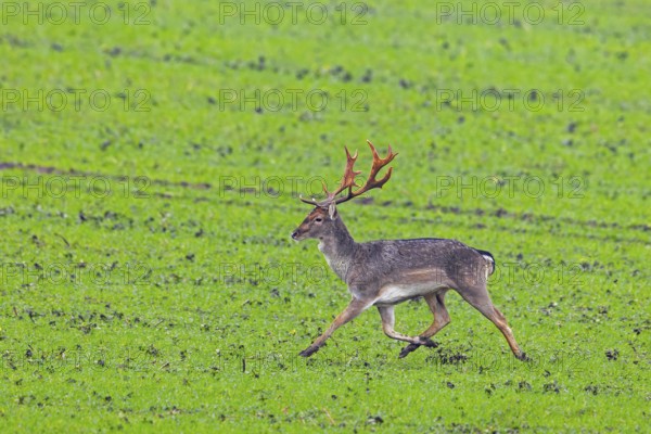 European fallow deer (Dama dama) buck / male running over field / farmland in autumn / fall
