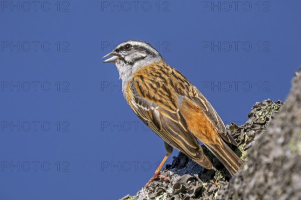 Rock bunting (Emberiza cia) adult male singing from rock in spring, Extremadura, western Spain