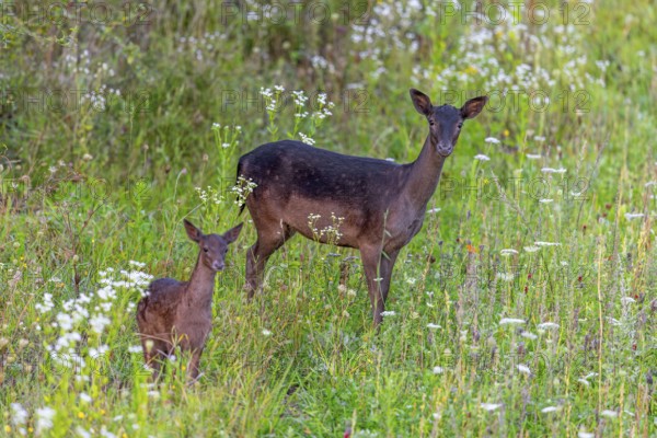 European fallow deer (Dama dama) doe / female with fawn foraging in grassland / meadow with