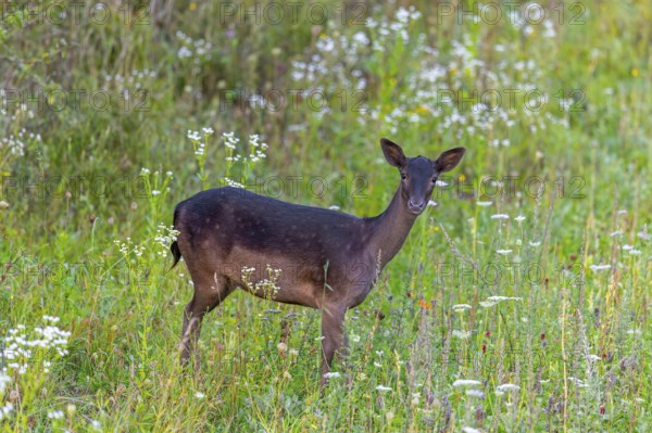European fallow deer (Dama dama) doe / female foraging in grassland / meadow with wildflowers in