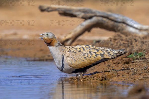 Black-bellied sandgrouse (Pterocles orientalis / Tetrao orientalis) adult male drinking water at