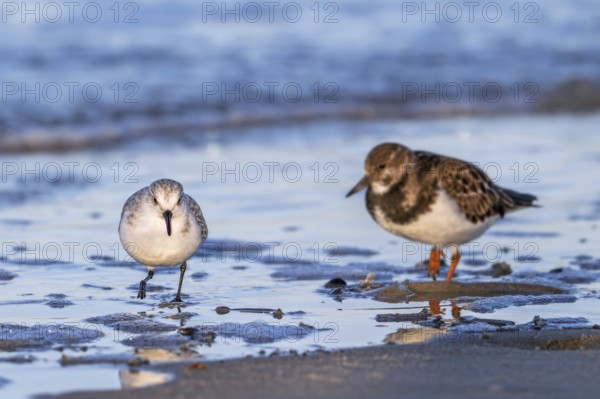 Sanderling (Calidris alba) and ruddy turnstone in winter plumage foraging for crustaceans in