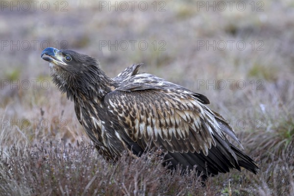 White-tailed eagle / Eurasian sea eagle / erne (Haliaeetus albicilla) juvenile calling in moorland