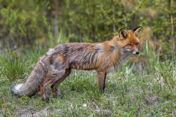 Moulting red fox (Vulpes vulpes) shedding hair of thick warm winter fur for lighter summer coat in