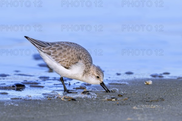 Sanderling (Calidris alba) adult in winter plumage foraging for crustaceans in swash zone /