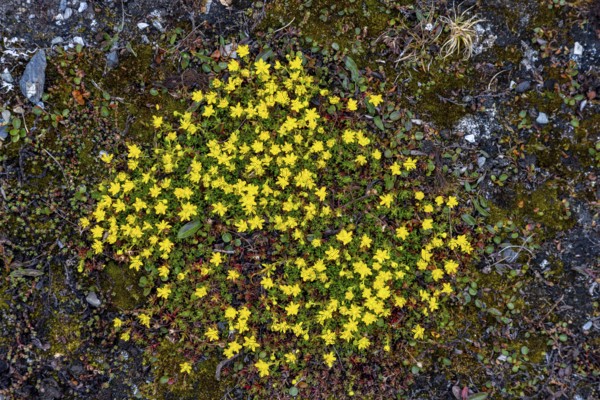 Yellow mountain saxifrage, yellow saxifrage (Saxifraga aizoides), alpine plant flowering on the