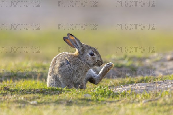 European rabbit / common rabbit (Oryctolagus cuniculus) grooming fur of hind-leg in grassland at
