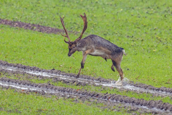 European fallow deer (Dama dama) buck / male jumping over tractor tracks in field / farmland in