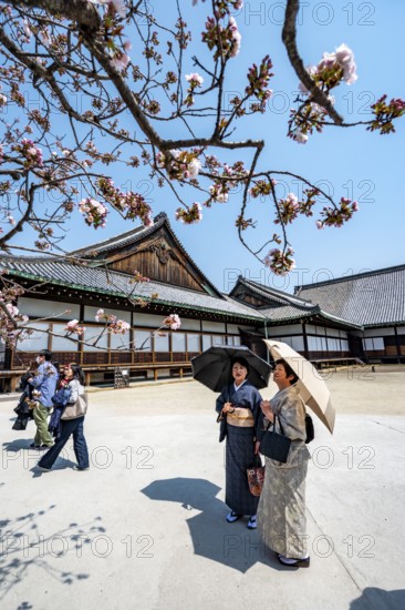 Japanese woman in kimonos, cherry blossoms and Ninomaru Palace, former imperial villa, Nijo Castle,