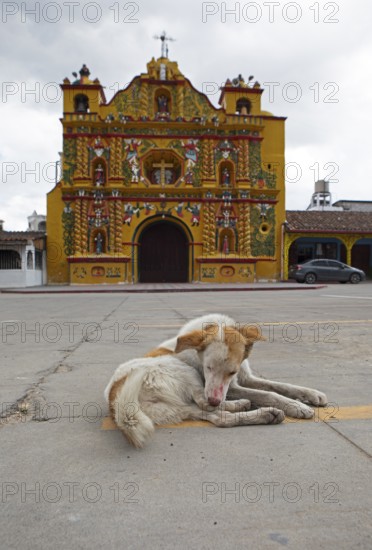 Street dog grooming on the street, San Andrés Xecul church in the highlands, Totonicapán