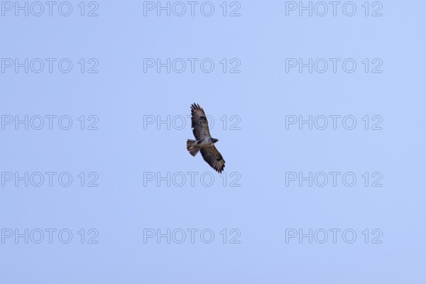 Buzzard (Buteo buteo), from below, in flight, wings spread, sky, Germany