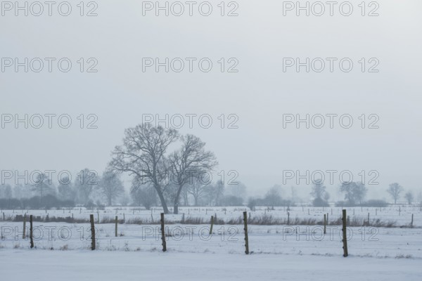 View of snow-covered fields on two trees standing close together, Bolsehle, Nienburg, Lower Saxony,