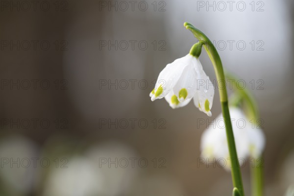 Close-up of a Marchberry (Leucojum vernum) with dewdrops on the petal in sunlight, Münsterland,