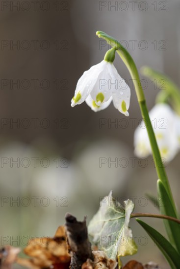March snowflake (Leucojum vernum) in macro photograph with dewdrops in front of a blurred