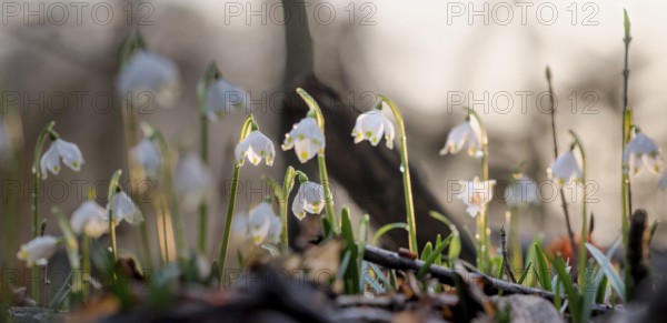 Several spring snowflakes (Leucojum vernum) in the forest, illuminated by soft sunset light,
